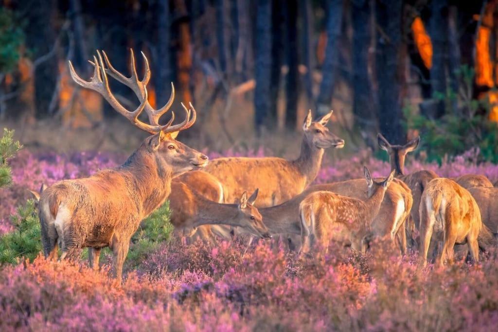 Te Huur: Leuke 4-Persoons Stacaravan Op Top Locatie! Хундерло Экстерьер фото